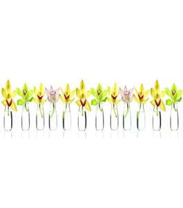 Glas Küchenrückwand 6 mm ESG Motive KRWM-0319