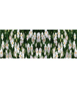 Glas Küchenrückwand 6 mm ESG Motive KRWM-0364