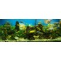 Glas Küchenrückwand 6 mm ESG Motive KRWM-0624 Glas Küchenrückwand 6 mm ESG Motive KRWM-0624