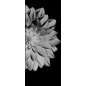 Ganzglastür Blume 4 Gelasert Auf Grauglas Ganzglastür Blume 4 Gelasert Auf Grauglas