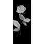 Glasschiebetür SLIM-LINE Rose I Gelasert Auf Klarglas