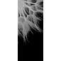 Lichtausschnitt Pusteblume II Gelasert Auf Klarglas Lichtausschnitt Pusteblume II Gelasert Auf Klarglas