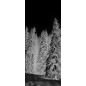 Lichtausschnitt Winterwald Gelasert Auf Klarglas Lichtausschnitt Winterwald Gelasert Auf Klarglas