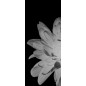 Lichtausschnitt Blume 2 Gelasert Auf Grauglas Lichtausschnitt Blume 2 Gelasert Auf Grauglas