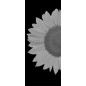 Lichtausschnitt Sonnenblume Gelasert Auf Grauglas Lichtausschnitt Sonnenblume Gelasert Auf Grauglas