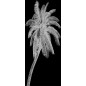 Lichtausschnitt Palme Gelasert Auf Grauglas Lichtausschnitt Palme Gelasert Auf Grauglas