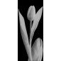 Lichtausschnitt Tulpe Gelasert Auf Grauglas Lichtausschnitt Tulpe Gelasert Auf Grauglas